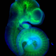 Illustration for article titled Totally Astonishing Images from the 2013 Art of Science Contest